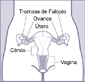 Diagrama del útero y el cérvix